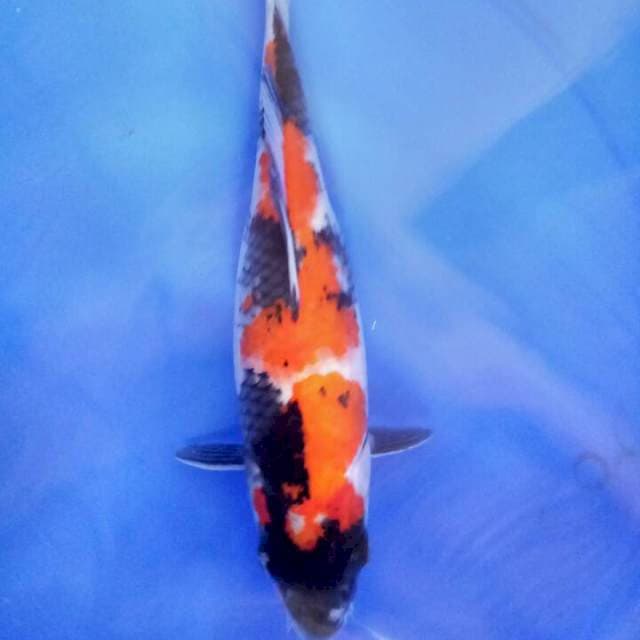 Showa 29 cm