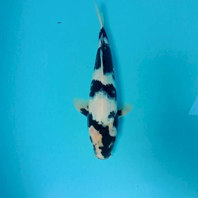 Shiro, 28 cm