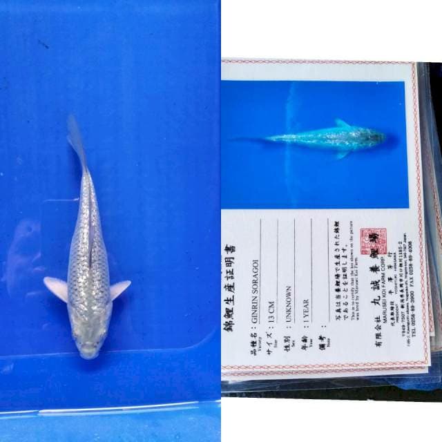 Soragoi gingrin marusei