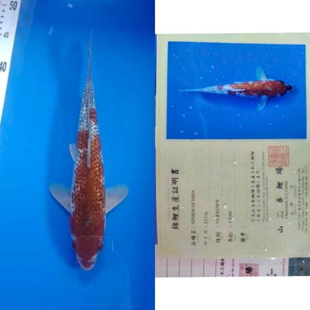 Uchiba gingrin yamasan
