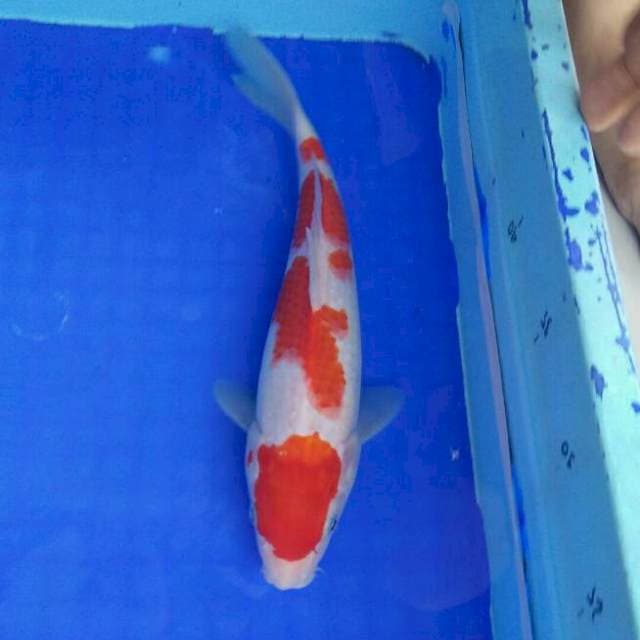 ORIGINAL yondan kohaku 28cm
