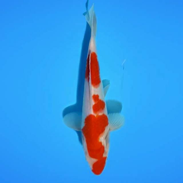 KOHAKU_21CM