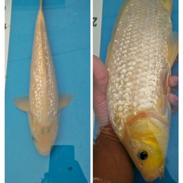 Shiromuji ginrin 35cm
