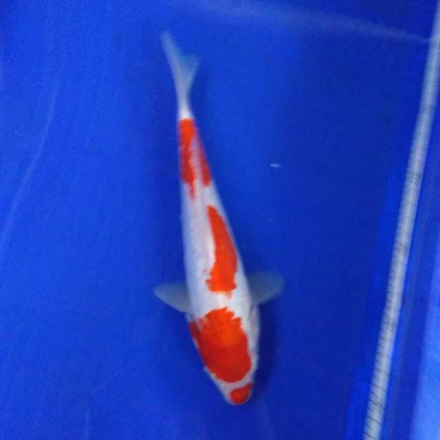 Sandan kucibeni 28cm