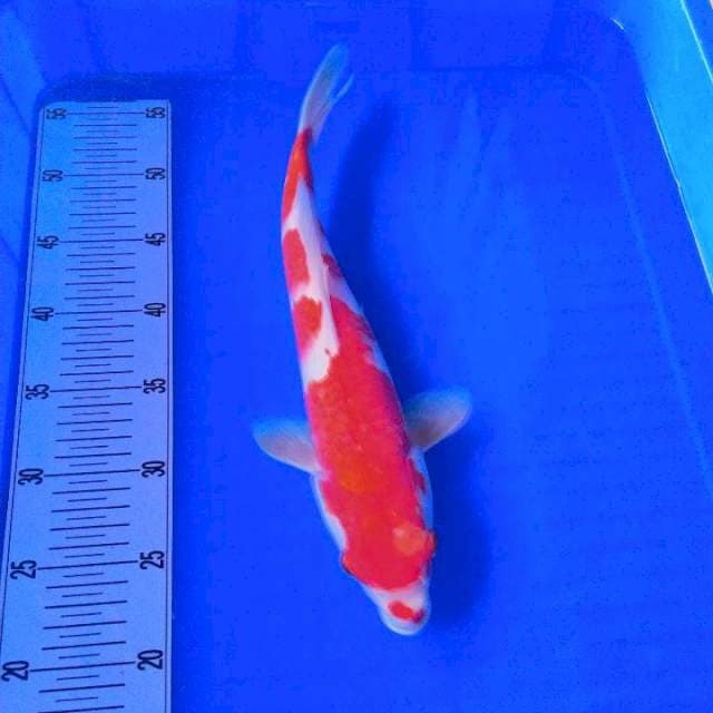 Kohaku original