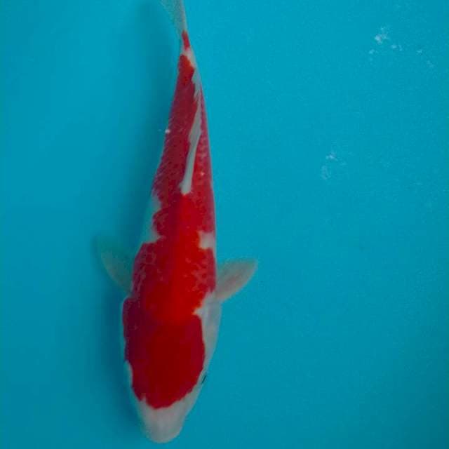Kohaku original jos bos