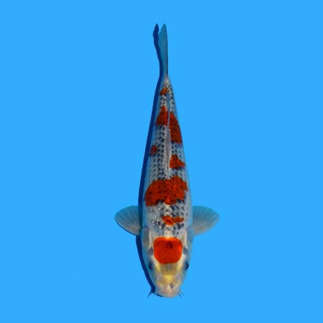Maruten Goshiki