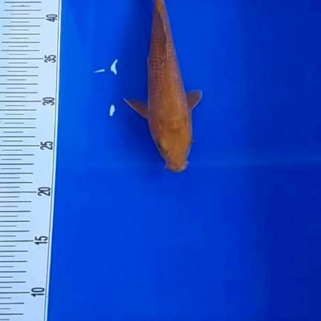 Caghoi tembaga