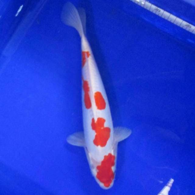 Doitsu metalic 31cm
