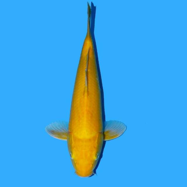 Karashi Lemon