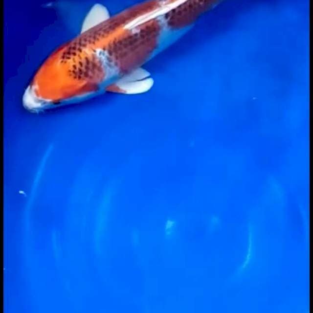 Kujaku 35 cm sex famale