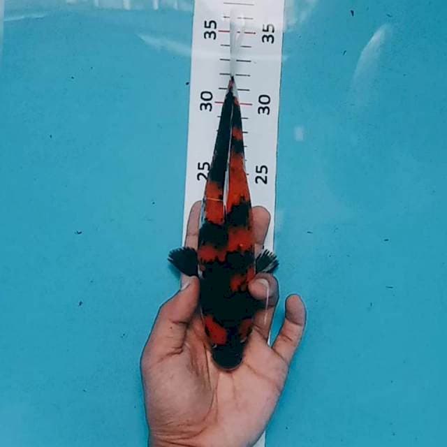 Showa 24cm