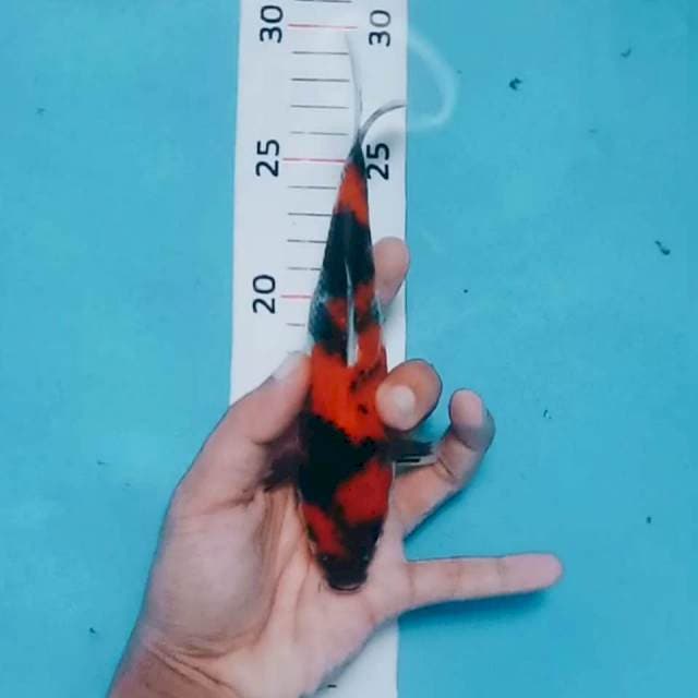 Showa 18cm