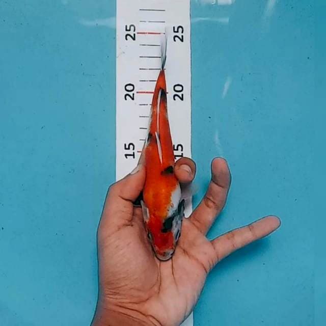 Showa 18cm