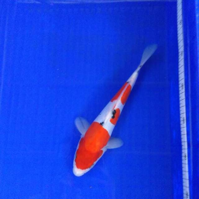 Tate blink blink 25cm