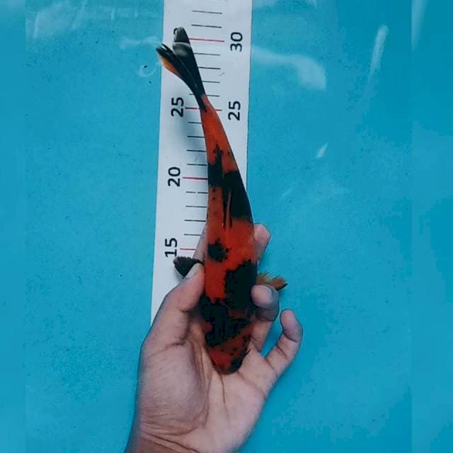 Hi utsuri 22cm