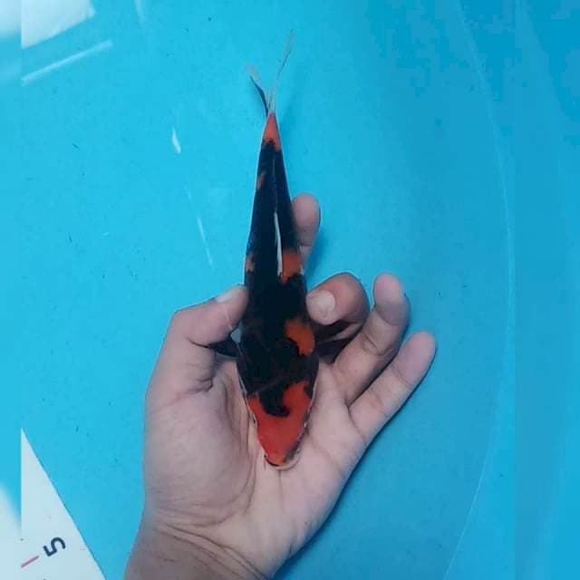 Showa 18cm