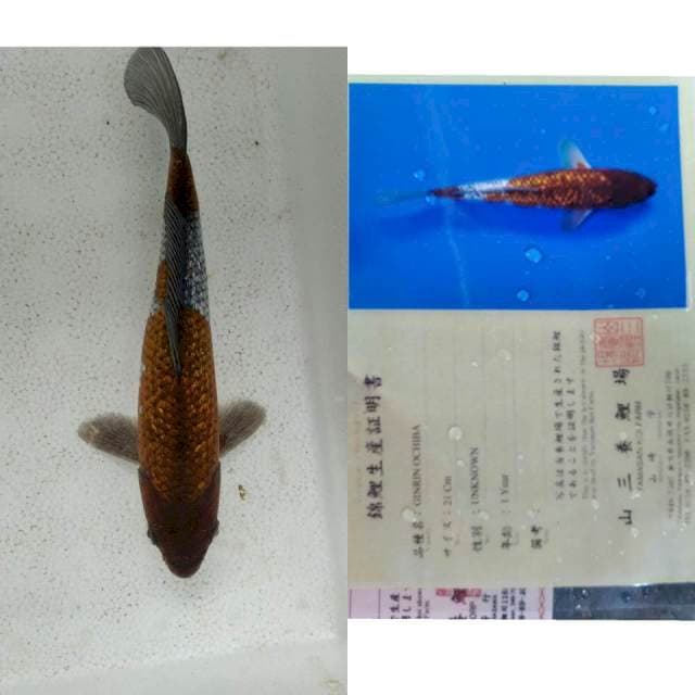Ochiba gingrin marusei