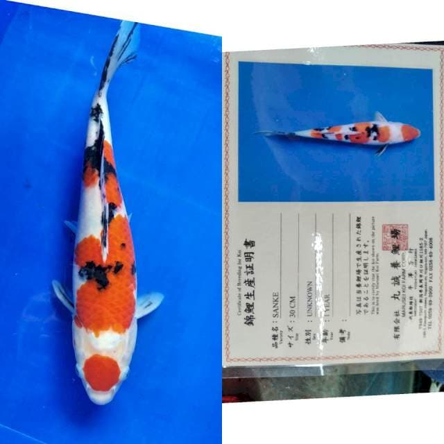 Sanke Marusei