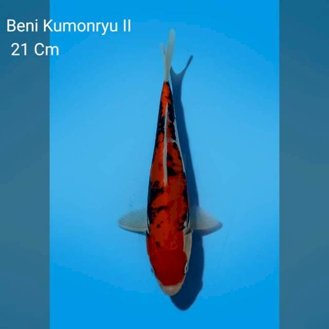 Benikumonryu