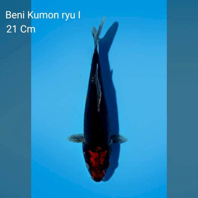 Benikumonryu