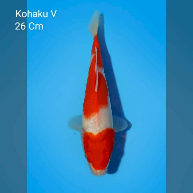 Kohaku