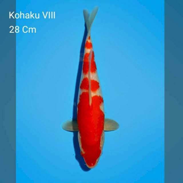 Kohaku