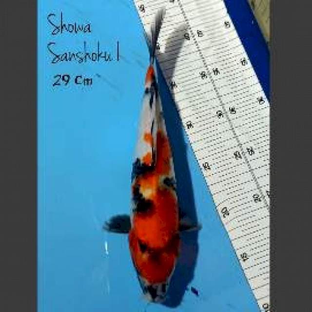 Showa Sanshoku