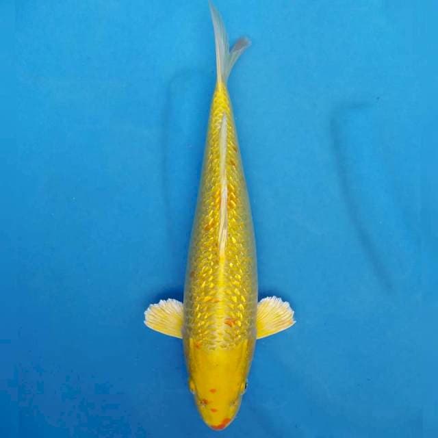 Okawa Ogon kanoko Ginrin
