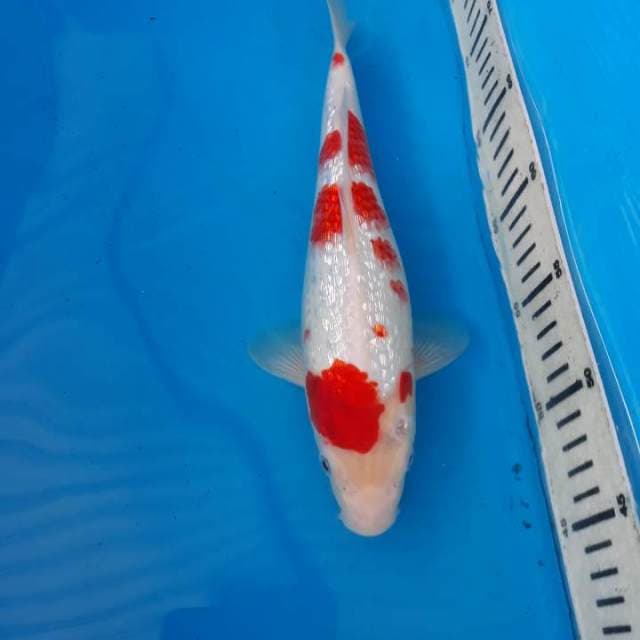 Kohaku ginrin padat