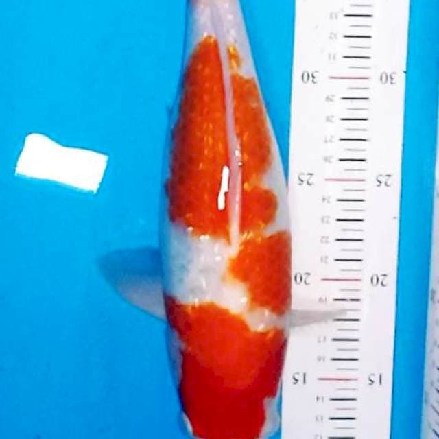 Kohaku ginrin