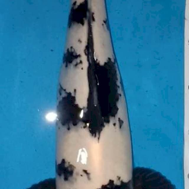 Shiro 45cm