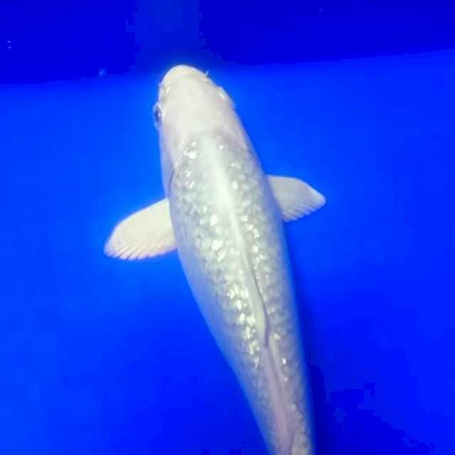 Platinum gindrin 25 cm BU