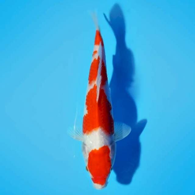 HIGH QUALITY - KOHAKU 22 cm