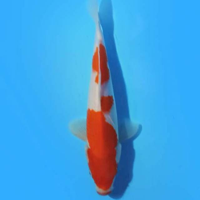 HIGH QUALITY - KOHAKU III 23 cm