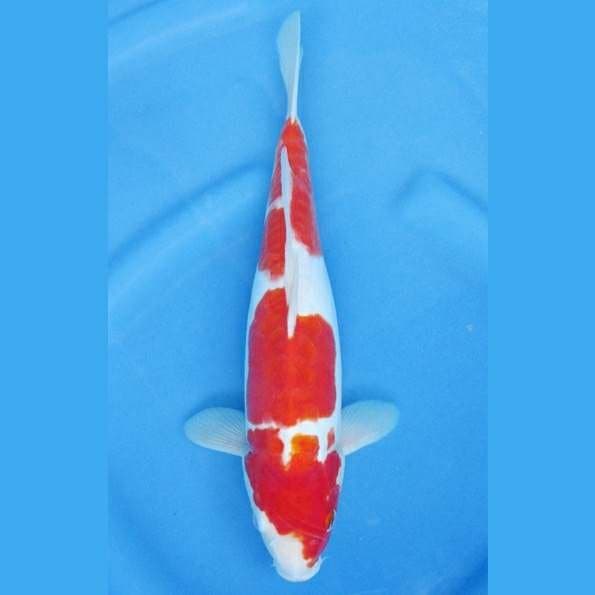 Kohaku Doitsu 3 step wannabe