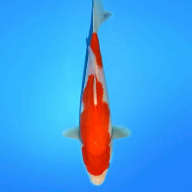 HIGH QUALITY - KOHAKU V 27 cm