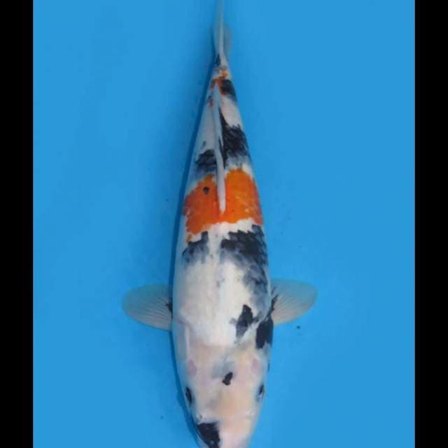 Jumbo Kindai Showa - 40cm