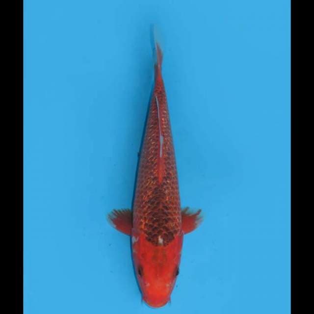 Red Matsuba Ginrin - 27cm