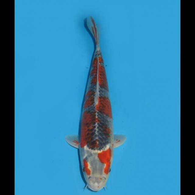 Red Sakura Goshiki - 33cm