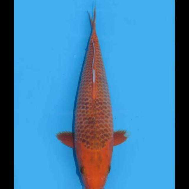 Aka Matsuba - 30cm Female