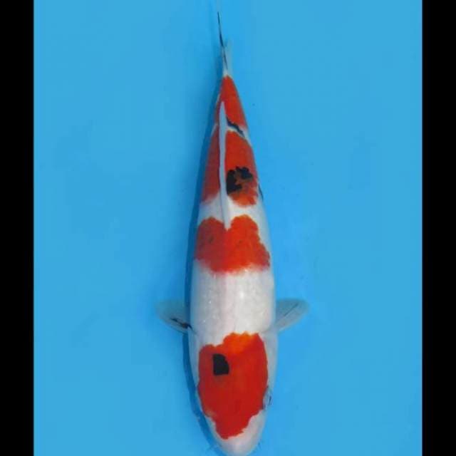 Maruten Sanke - 32cm Female