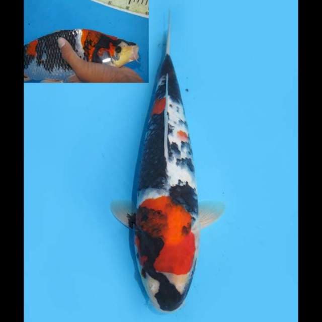 Showa Sanshoku - 33cm Male