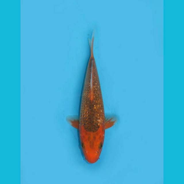 CAPTAIN MAGMA - AKA MATSHUBA GINRIN 23CM FEMALE
