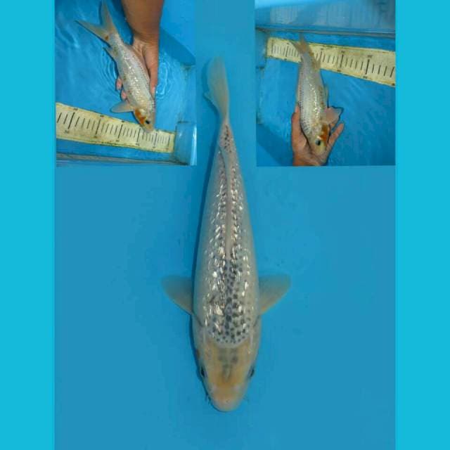 ICE AGE 2 - NARUMI ASAGI GINRIN BERPUNUK 27CM MALE