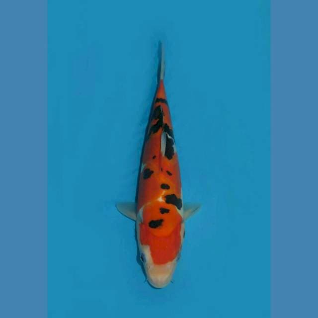 DORENG MALVINAS - SANKE KAZANESUMI DOITSU 25CM MALE