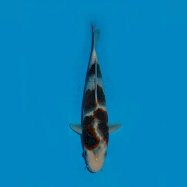 BUDO GOROMO SANDAN 27CM MALE