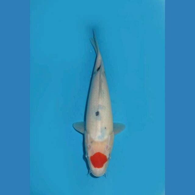 THE TWILIGHT - TANCHO SANKE TATEGOI 29cm FEMALE