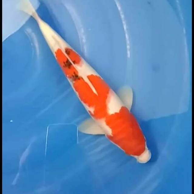 Sanke merah strong 34 cm calon punuk