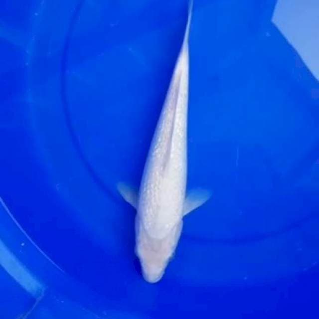Putih mutiara shiromuji. 31cm